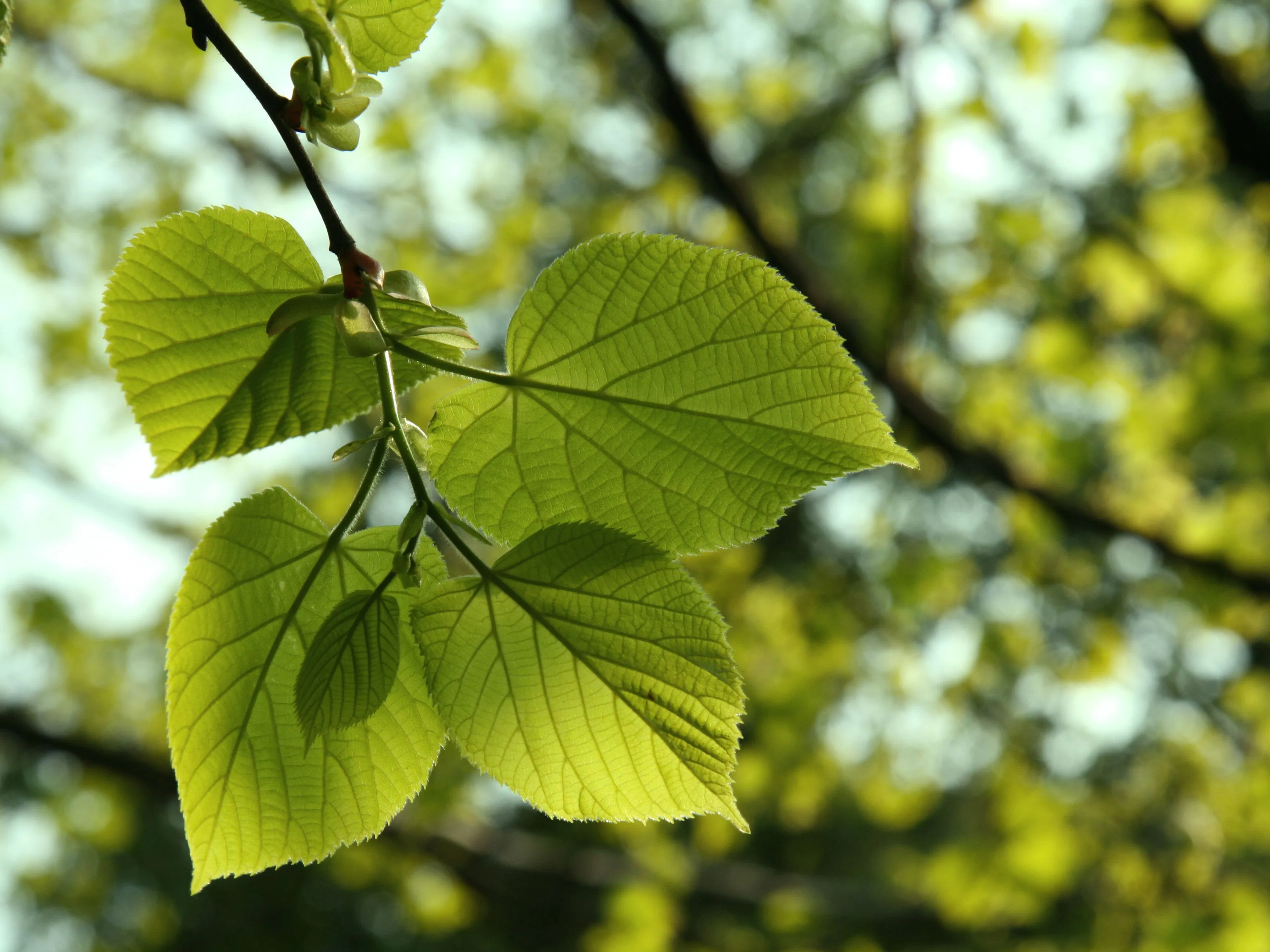 Green – leaves 1