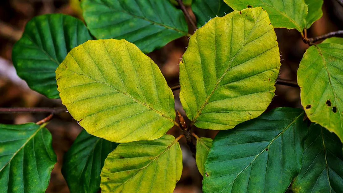 Green – leaves 2